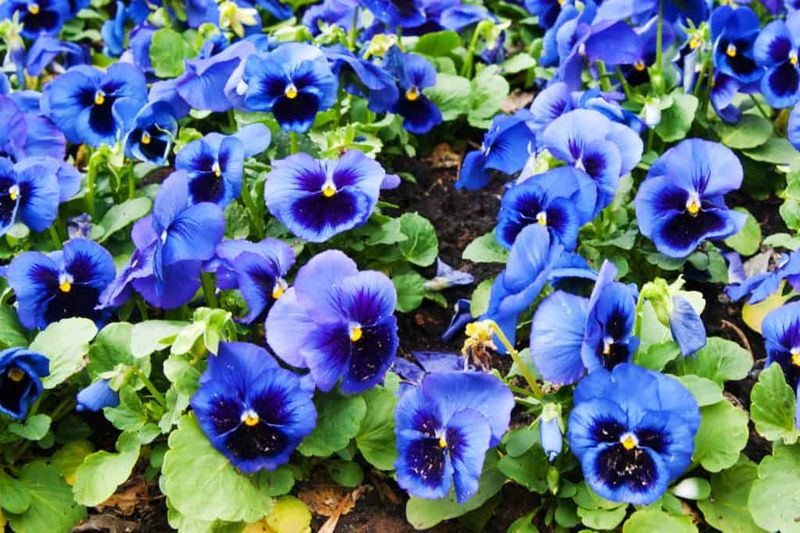 Blue Pansies – Won’t survive frost or scorching sun.