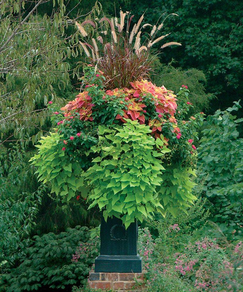 Spiller-Thriller-Filler Pots