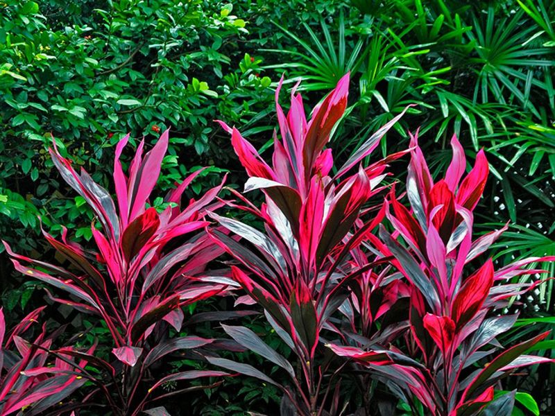 Ti Plant (Cordyline fruticosa)