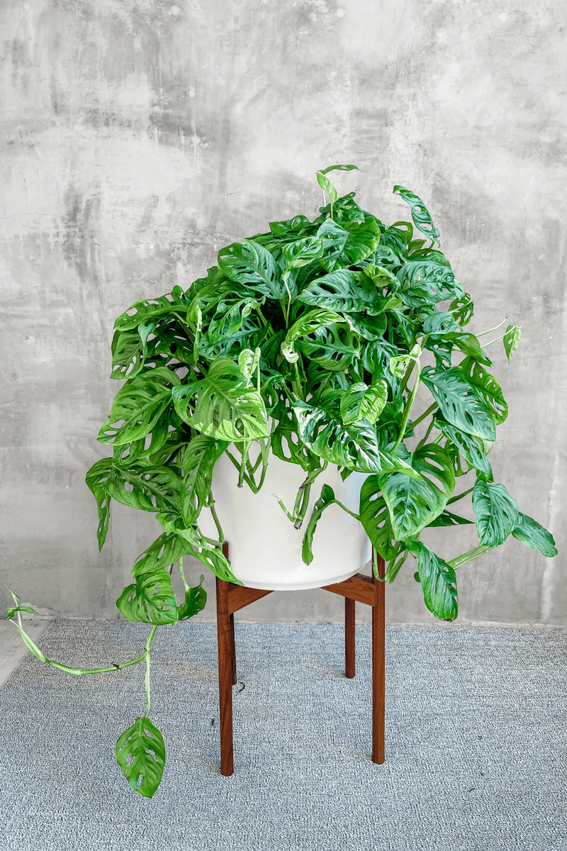 Monstera ‘Adansonii’ (Monstera adansonii)