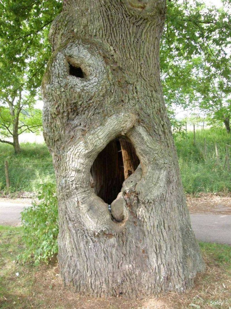 Tree Cavities