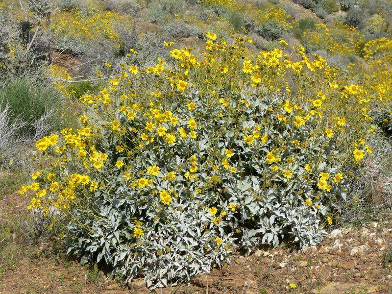 Brittlebush