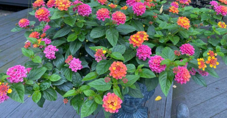 Never Kill a Lantana Again – Experts Reveal These 10 Ultimate Growing Hacks!