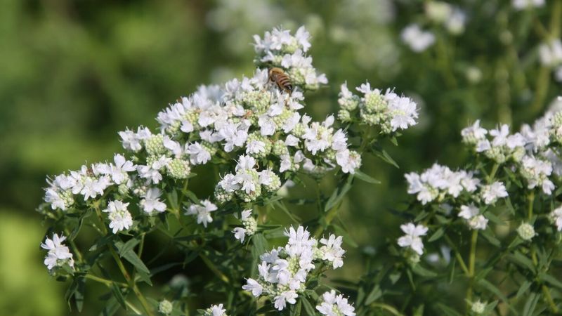 Virginia Mountain Mint (Pycnanthemum virginianum) – The All-In-One Insect Hub