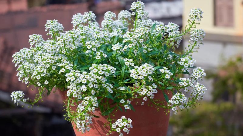 Sweet Alyssum