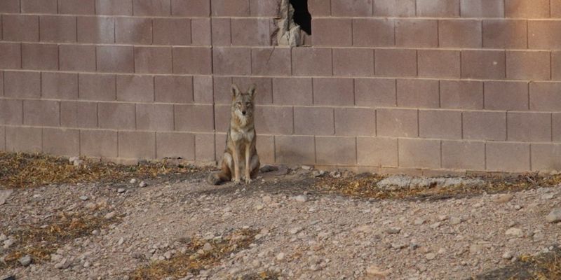 Nevada Suburbs Experience Growing Coyote Populations