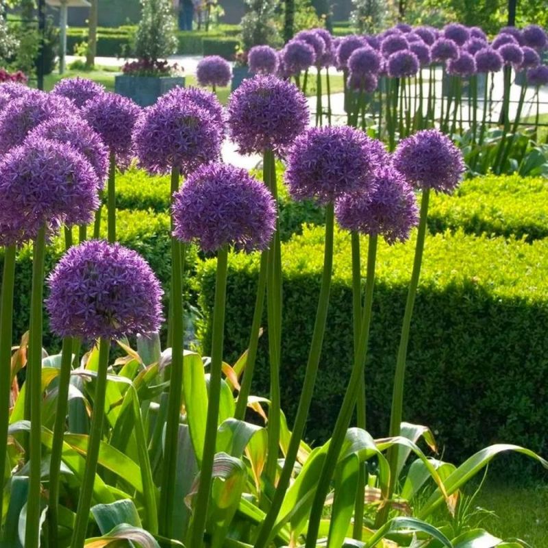 Giant Allium (Allium giganteum) - Spherical Spectacle