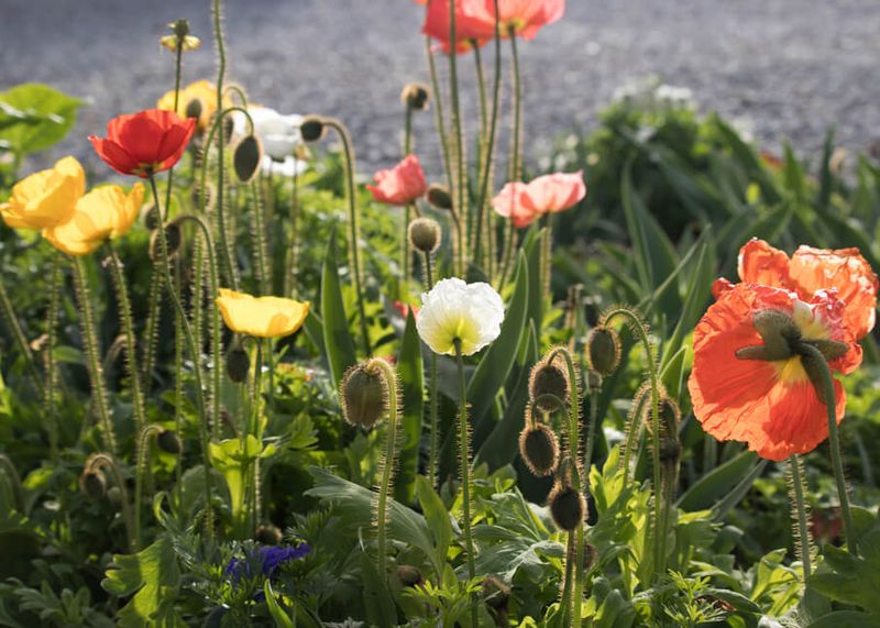 Poppies (Papaver)