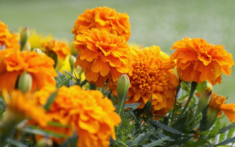 Marigolds (Tagetes)