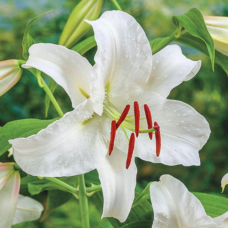 Casablanca Lily (Lilium 'Casa Blanca')