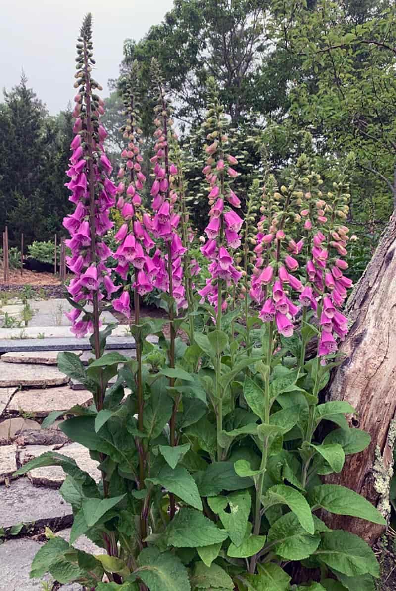 Foxglove