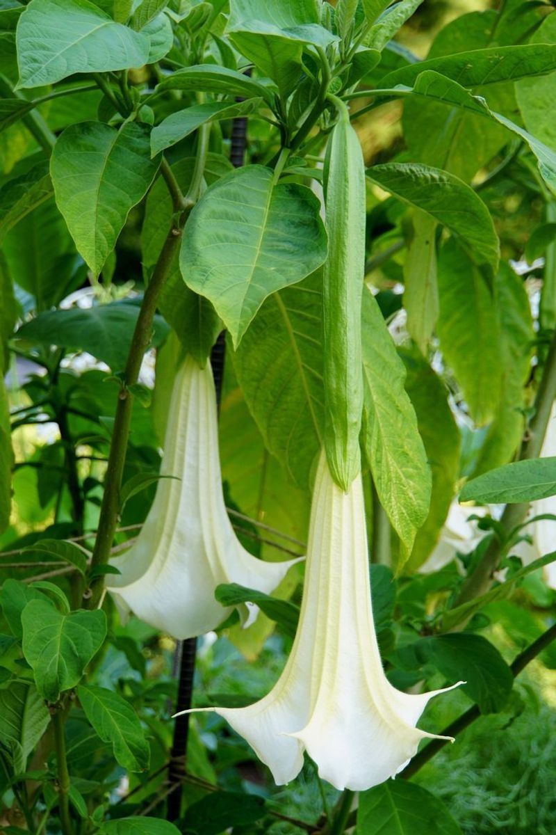 Angel’s Trumpet (Brugmansia)