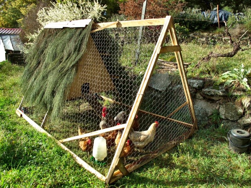 Animal Tractoring (Letting Livestock Till & Fertilize)