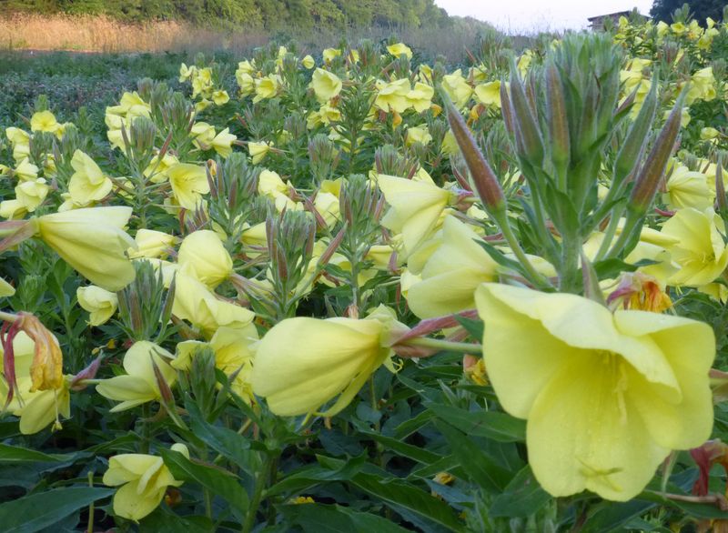 Evening Primrose (Oenothera biennis)