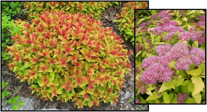 Spirea Gold Flame