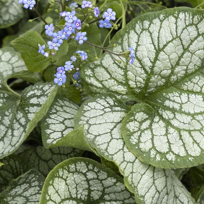 Brunnera (False Forget-Me-Not)