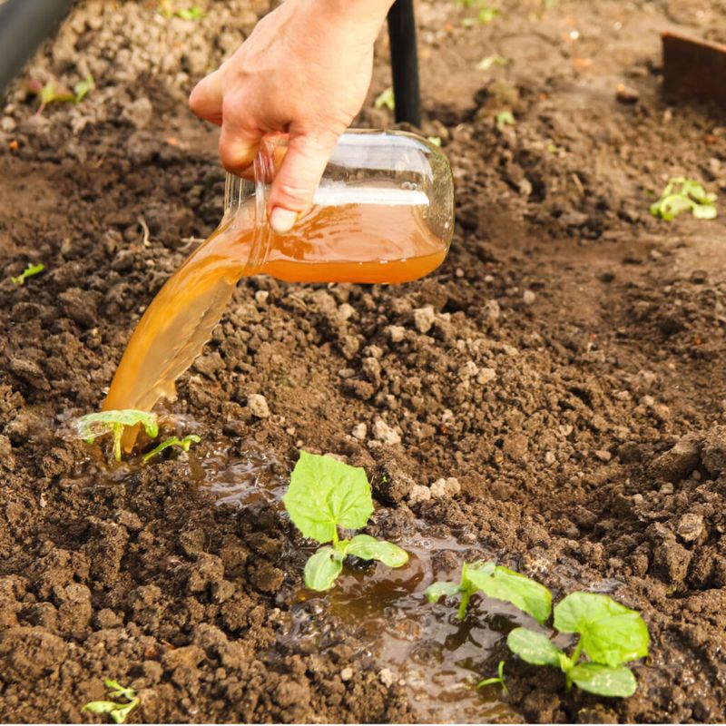 Compost Tea Feeding