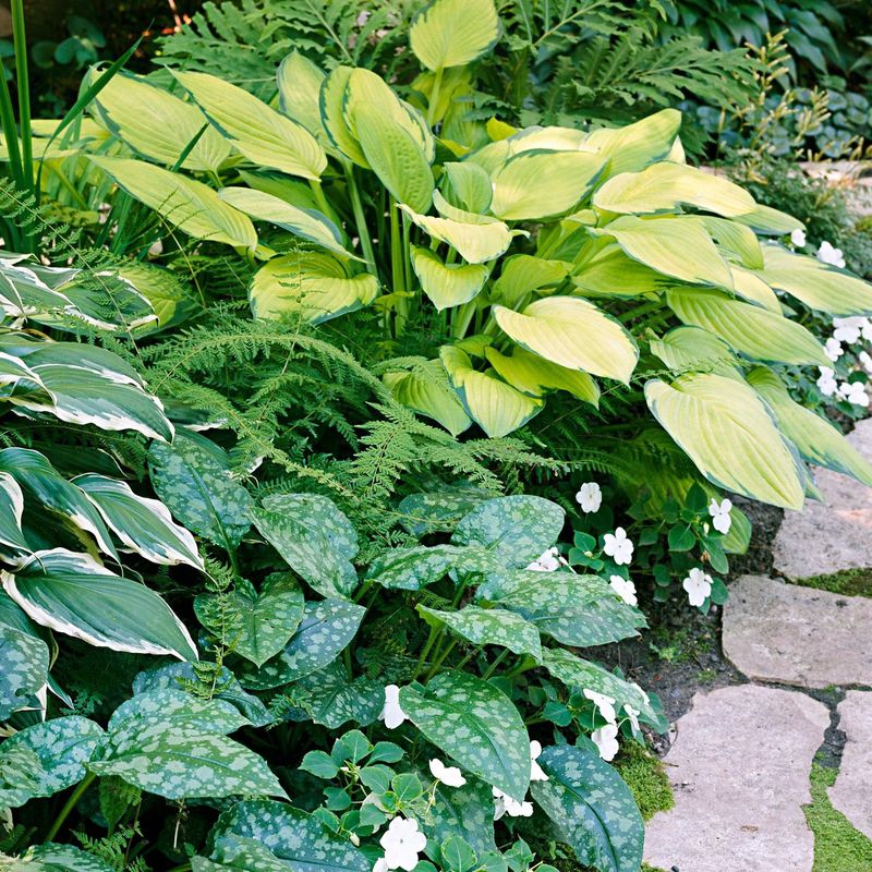 Shade-Loving Plant Seeds