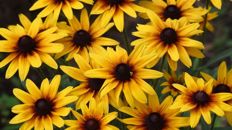 Black-Eyed Susan