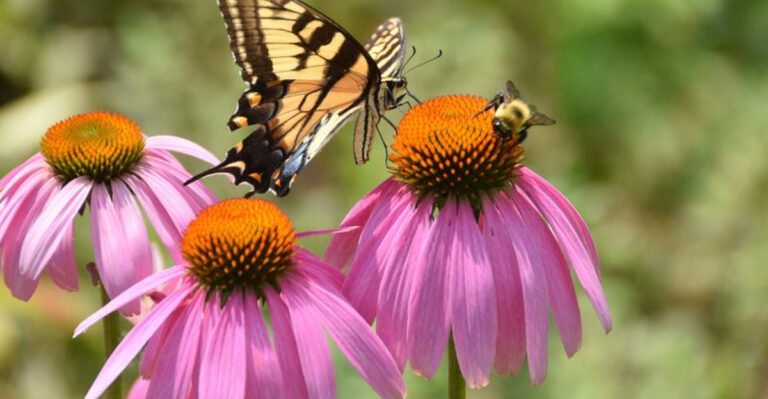 North Carolina Gardeners Are Going Crazy for These Low-Maintenance Perennials