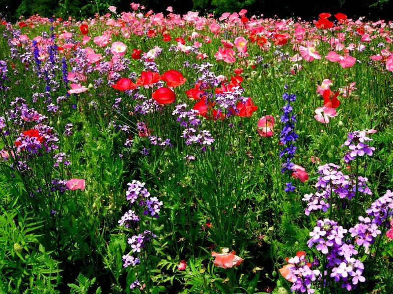 Flower Field of Dreams
