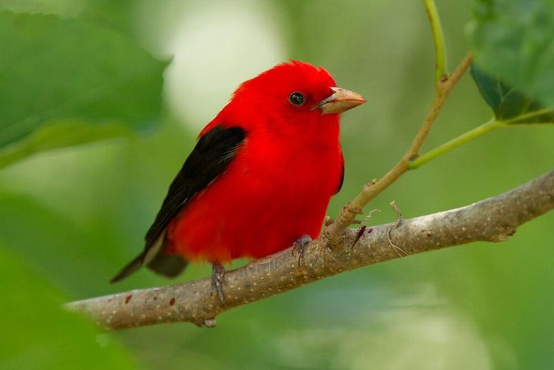 Scarlet Tanager (Piranga olivacea)