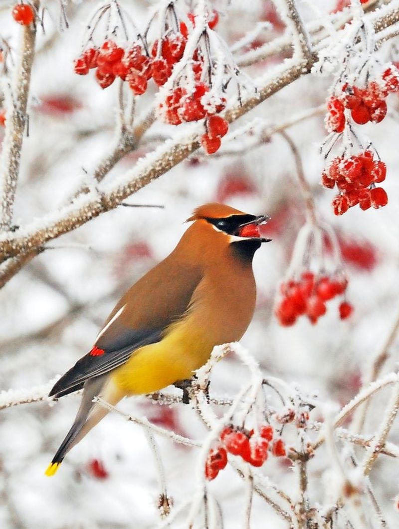 Cedar Waxwing
