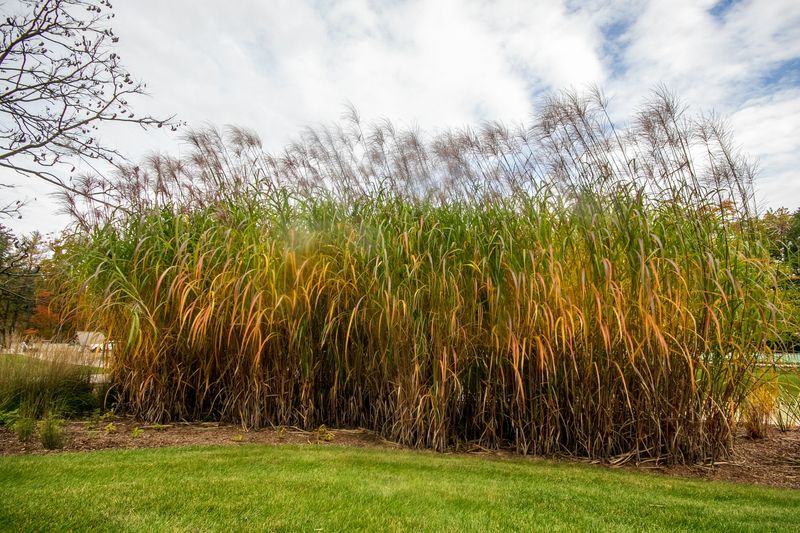 Giant Miscanthus (Miscanthus giganteus)
