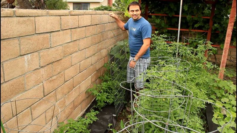 Planting Too Close to Walls