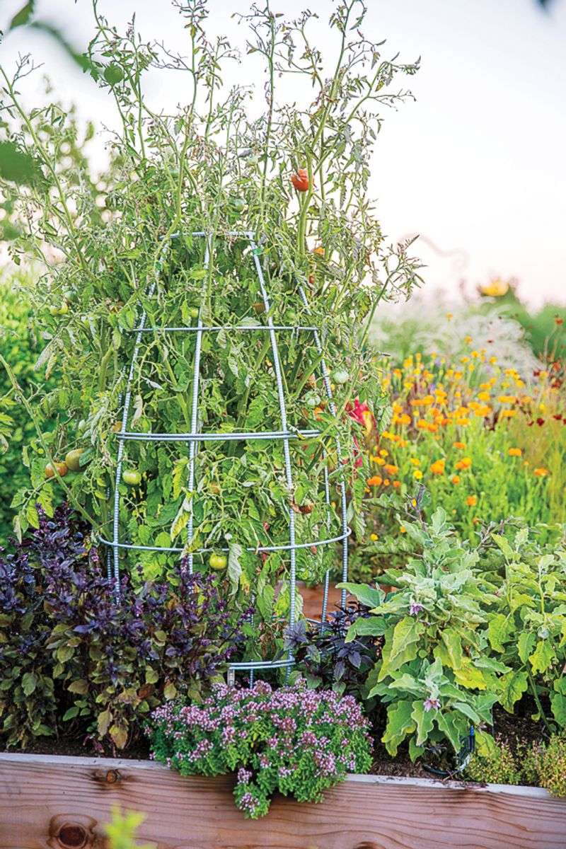 Misjudging Plant Support Needs