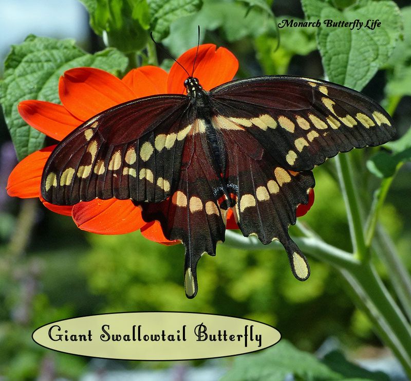 Check for the “Swallowtail” Tails