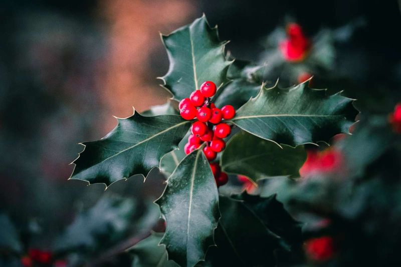 December: Holly