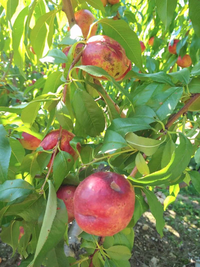 Nectarine Trees