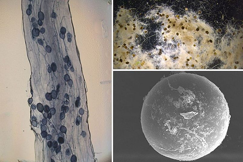 Root Boosters: Forming Symbiotic Relationships