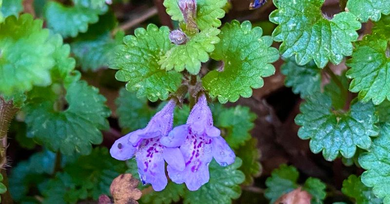 Ground Ivy