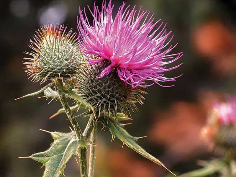 Thistle