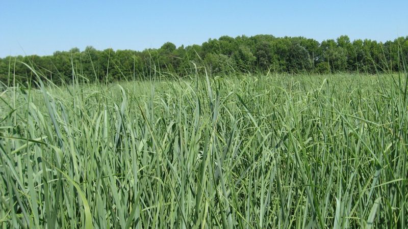 Switchgrass
