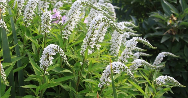 Gooseneck Loosestrife (Lysimachia clethroides)