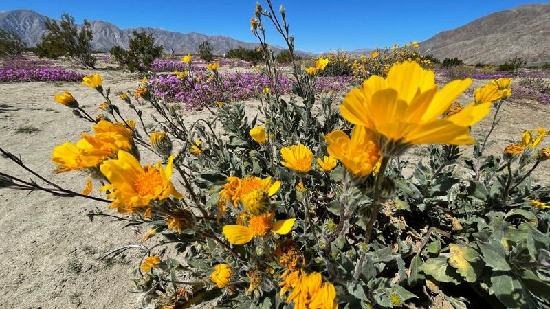 Desert Plants Time Blooms to Rare Rainfall