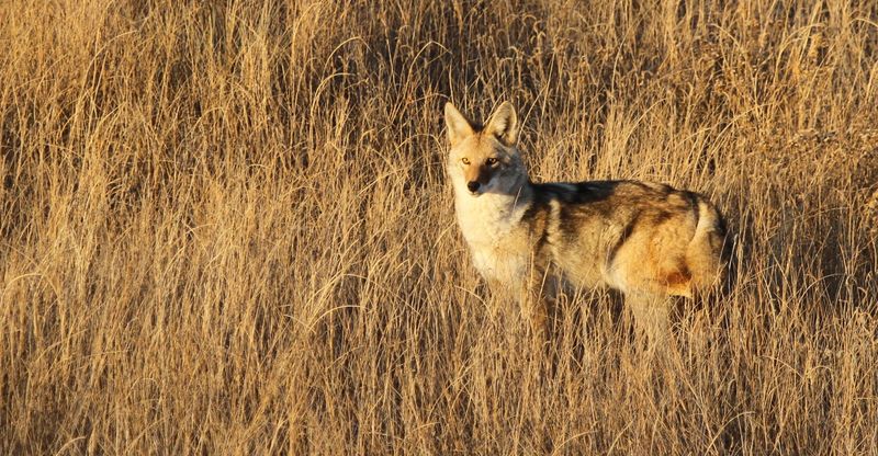 Kansas Farmland Experiences Coyote Population Growth