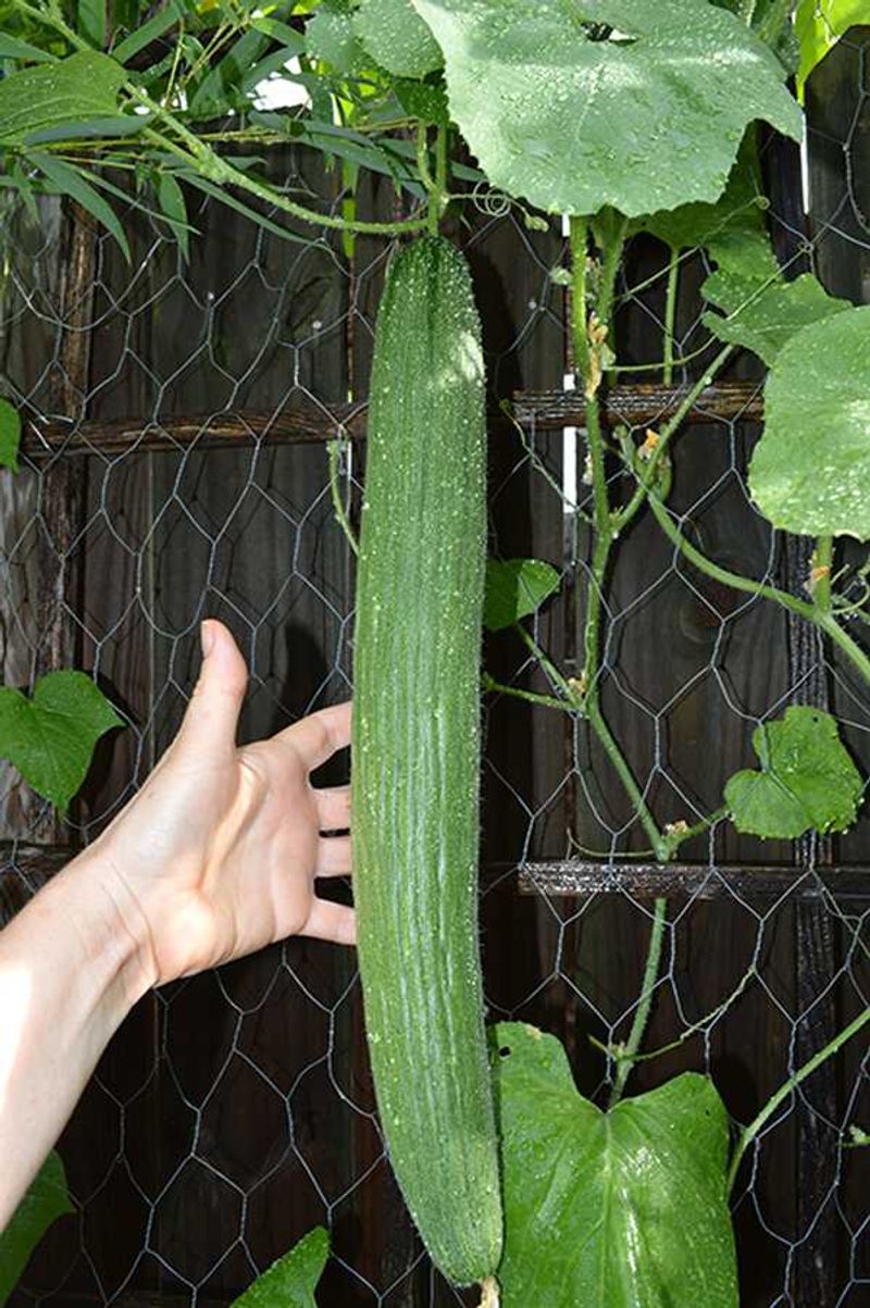 Armenian Cucumber - Cool Crunch in Hot Weather