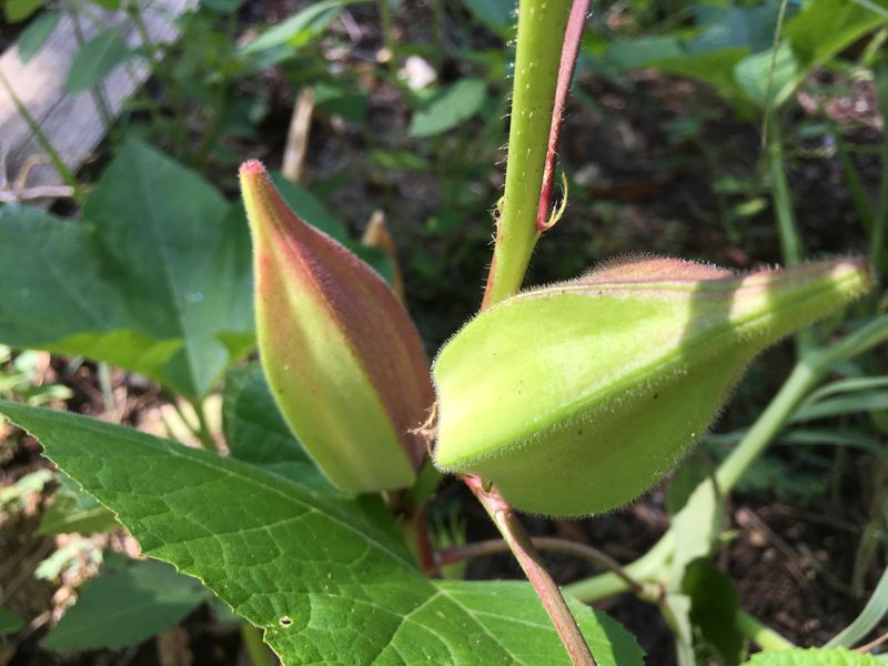 Okra plants thriving under hot Texas sun with visible green pods