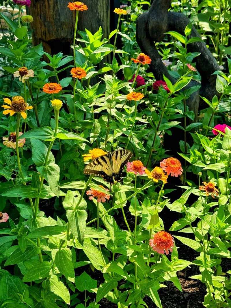 Zinnias – The Japanese Beetle & Leafhopper Decoy