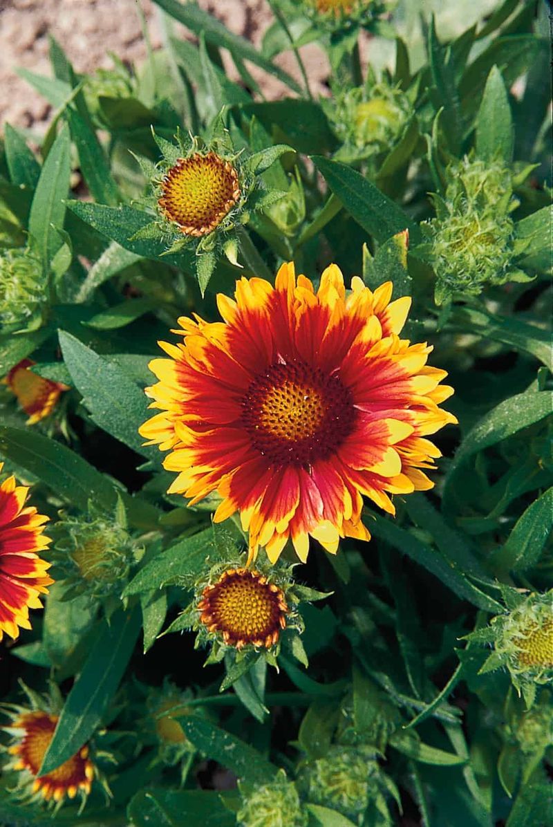 Blanket Flower (Gaillardia)