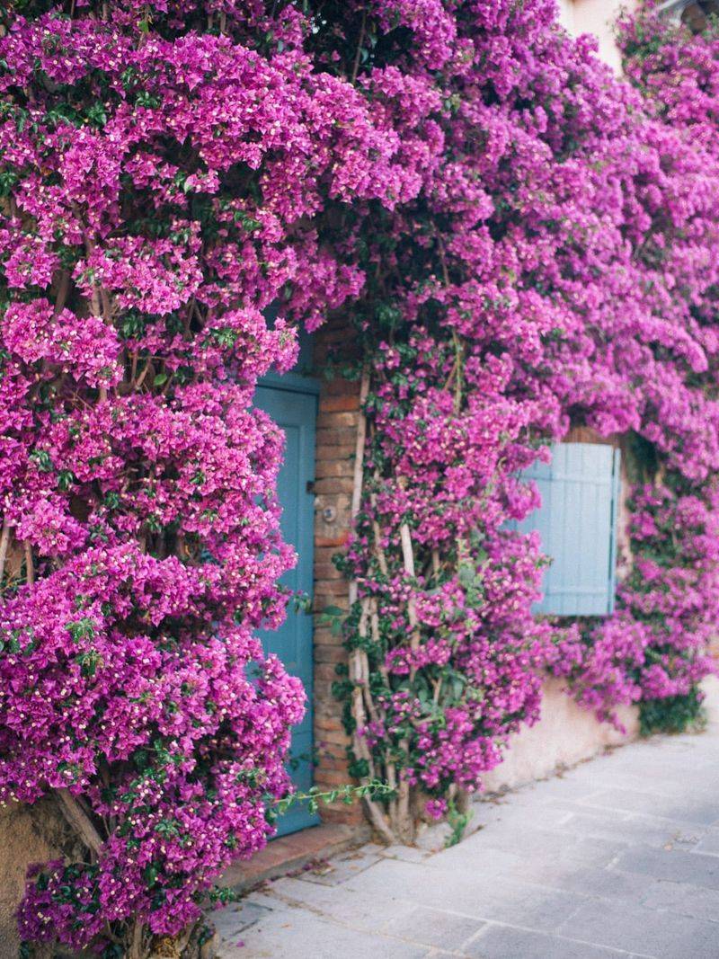 Bougainvillea