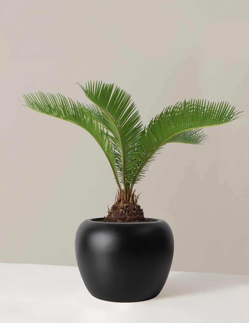 Sago Palm (Cycas revoluta)