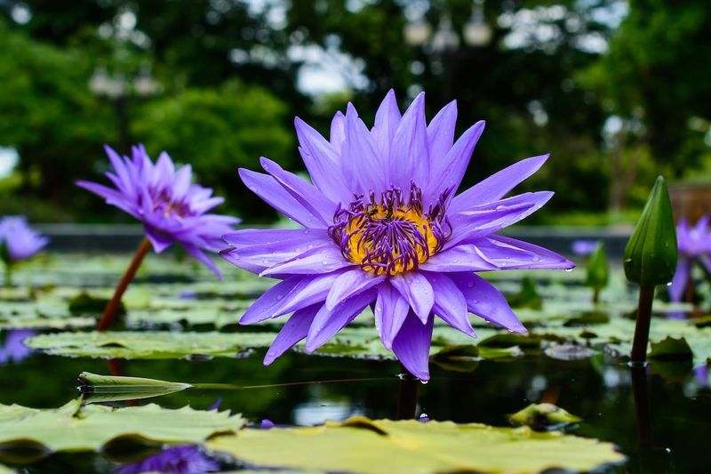 Blue Egyptian Lotus (Nymphaea caerulea)