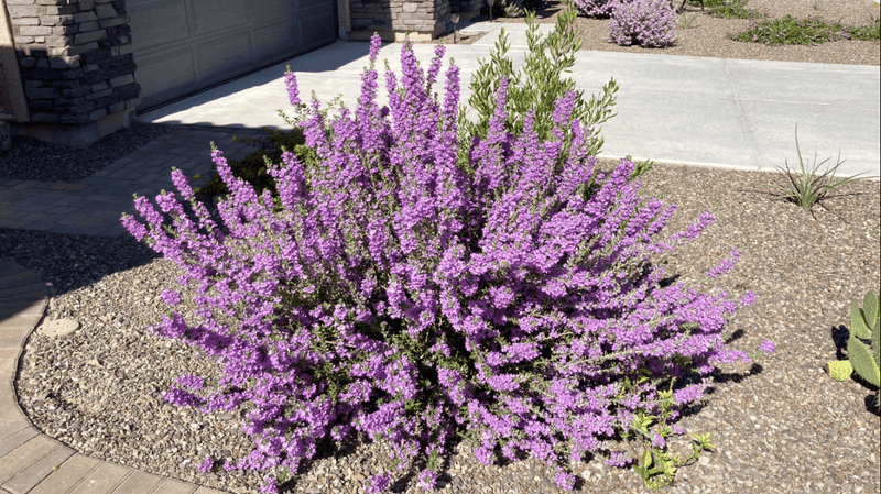 Texas Sage (Leucophyllum frutescens)