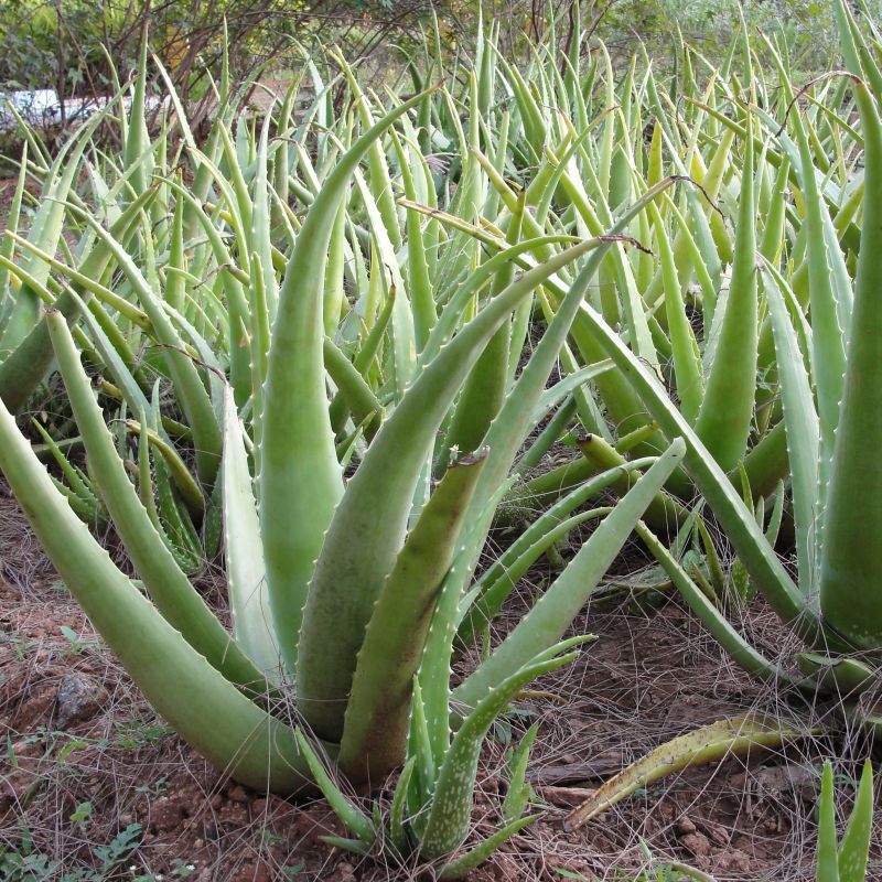 Aloe Vera