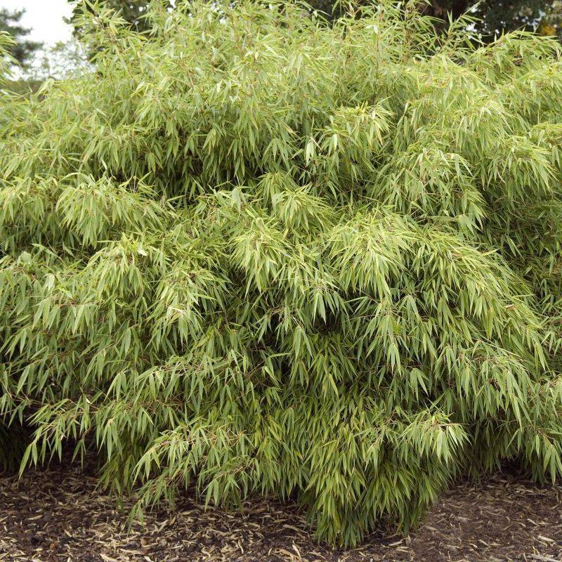 Clumping Bamboo (Fargesia murielae) - The Gentle Giant